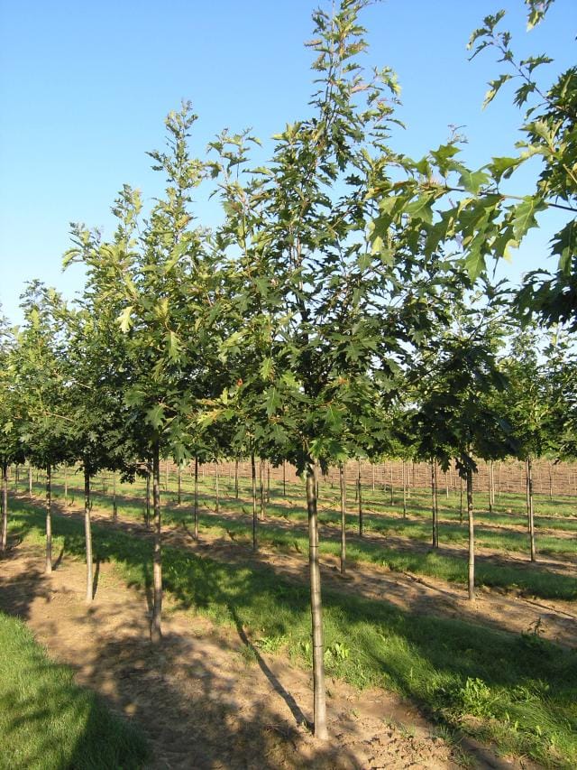 Quercus rubra